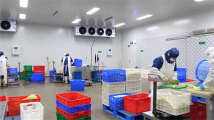 東營區‘凈菜工廠’投產 單日最大產能30噸穩供應